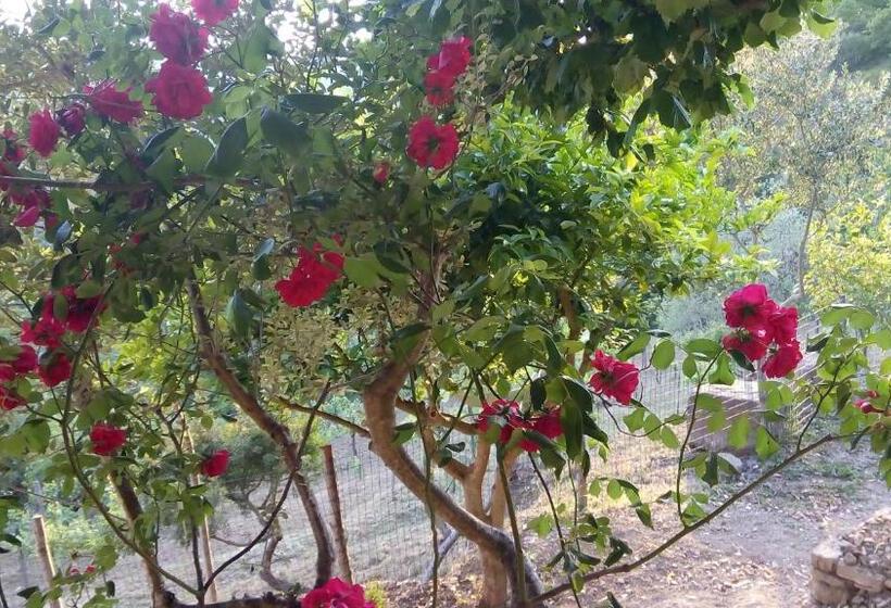 ベッドアンドブレックファースト Casale I Cirillo