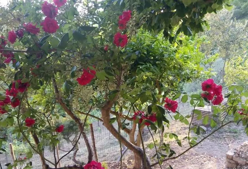 Aamiaismajoitus (B&B) Casale I Cirillo