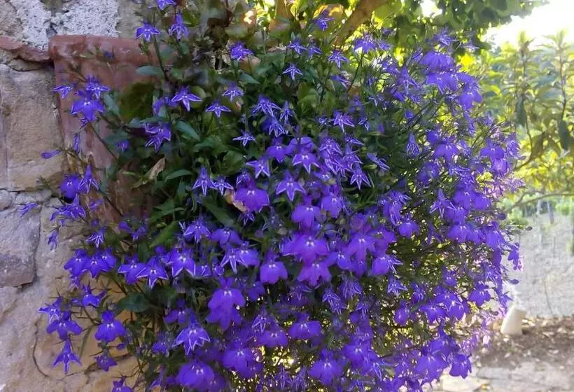 Aamiaismajoitus (B&B) Casale I Cirillo