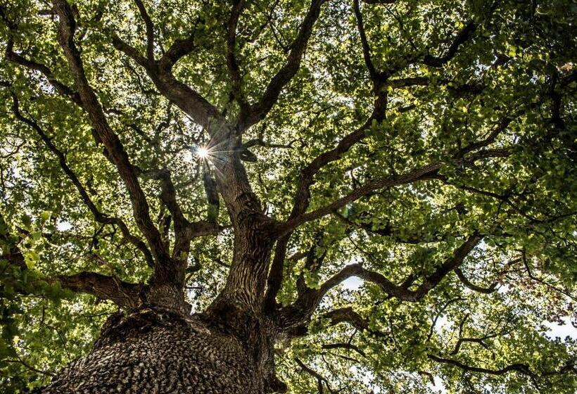 住宿加早餐 Casale I Cirillo