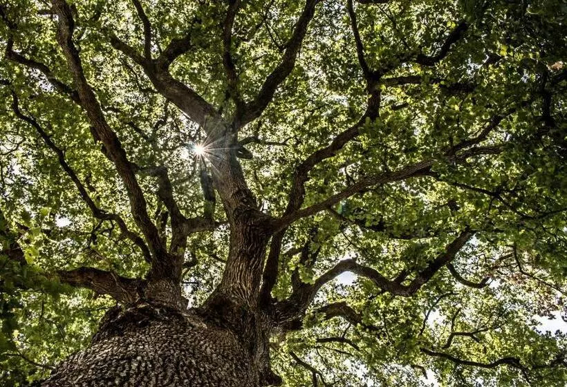 Aamiaismajoitus (B&B) Casale I Cirillo