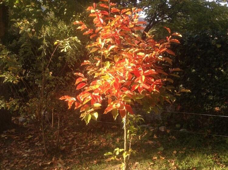 צימר Résidence Crone