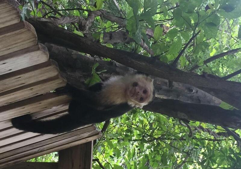 ホテル Pura Vista