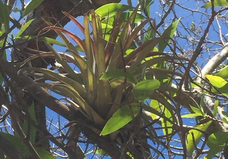 ホテル Pura Vista