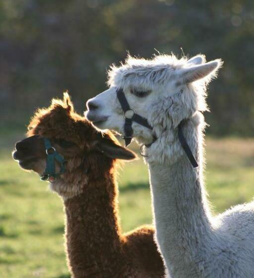 Пансион Enderslie House Bed And Breakfast