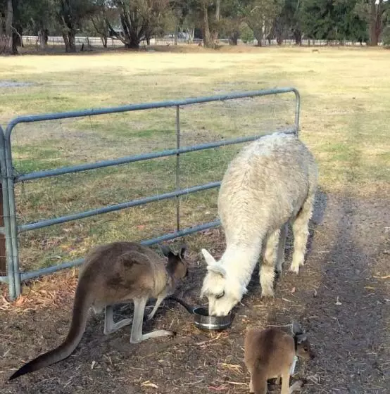 ペンション Enderslie House Bed And Breakfast