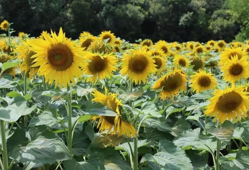 Majatalo Le Patio Chambres Et Tables D Hôtes