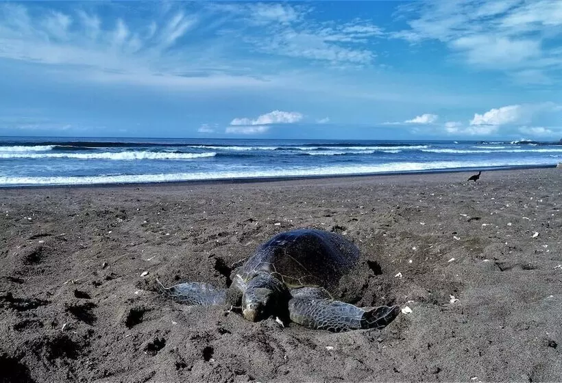 Hotelli Palma De Oro