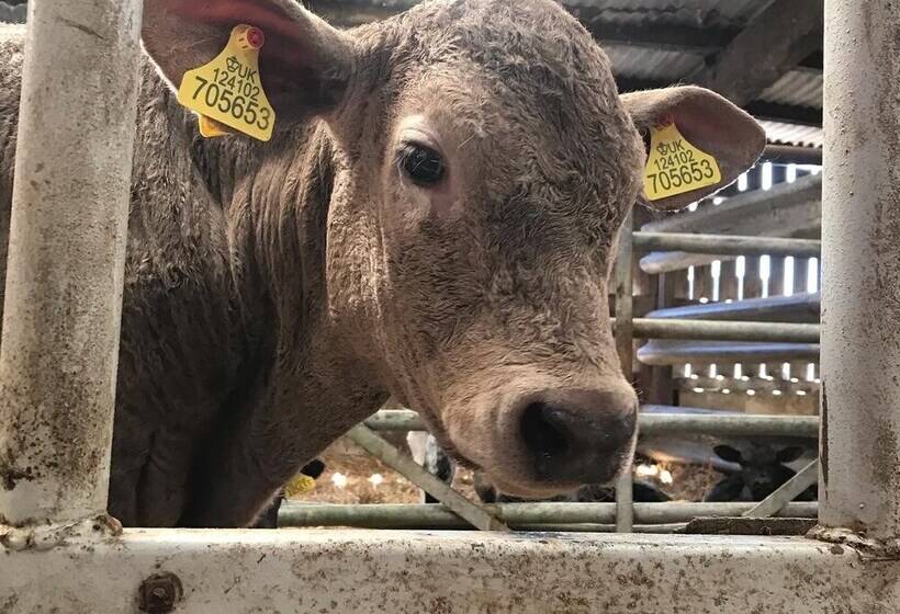 Braisty Woods   Knotty & Nice