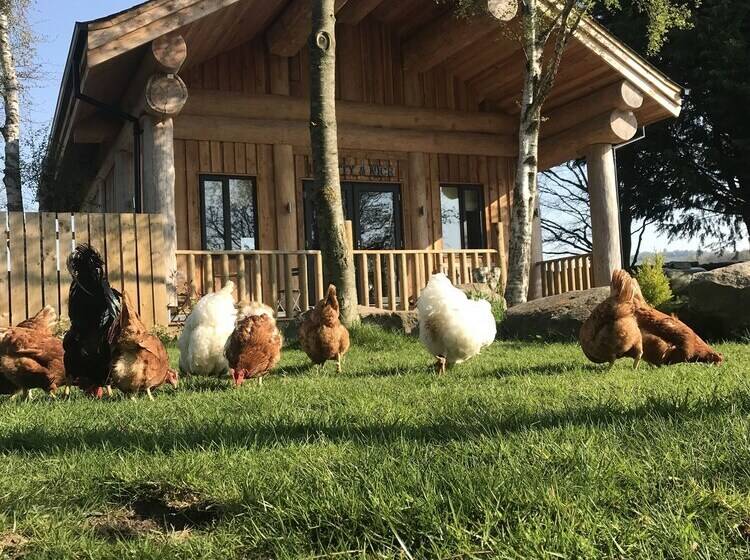 Braisty Woods   Knotty & Nice