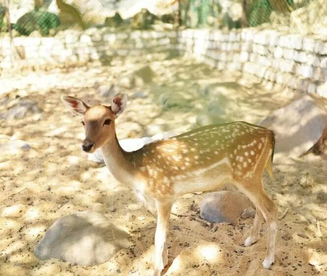 تختخواب و صبحانه Anakato Kiki