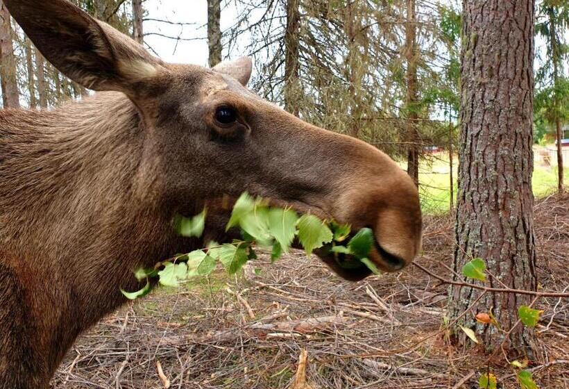 Hostel And Vandrarhem Lupin Naturcamping Lagom