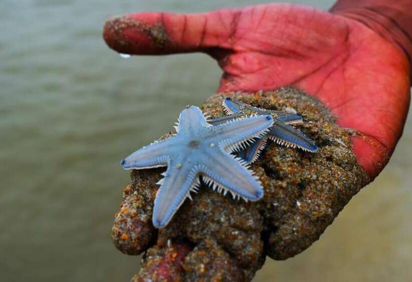 پانسیون Baga Beach Myron