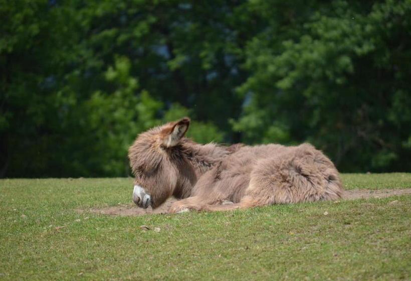 호텔 Locus Malontina