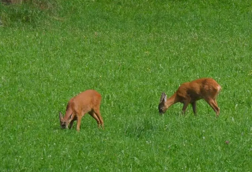 Hotelli Locus Malontina
