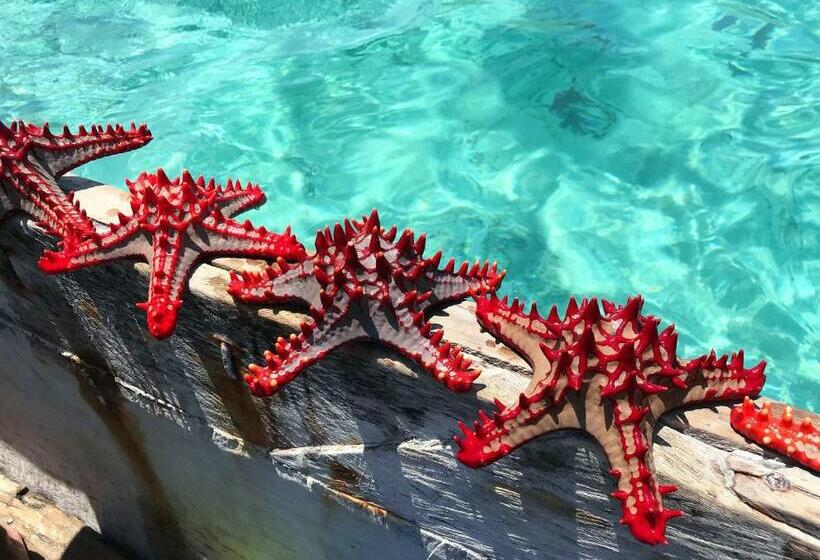 پانسیون Iddi House