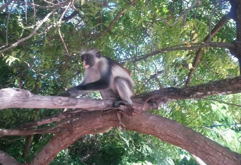 پانسیون Iddi House