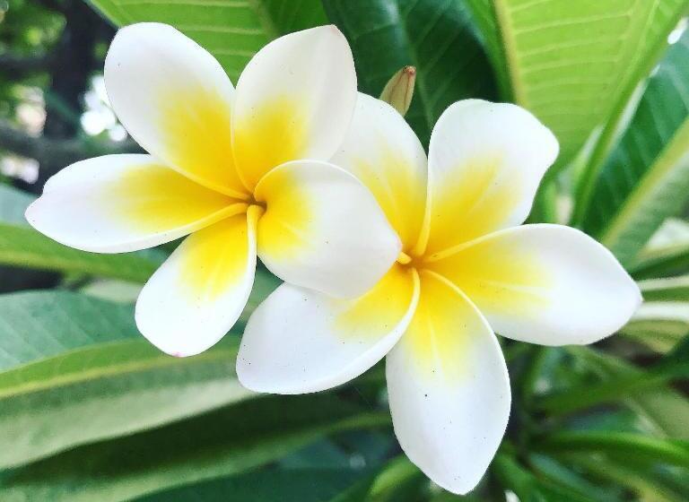 پانسیون Iddi House