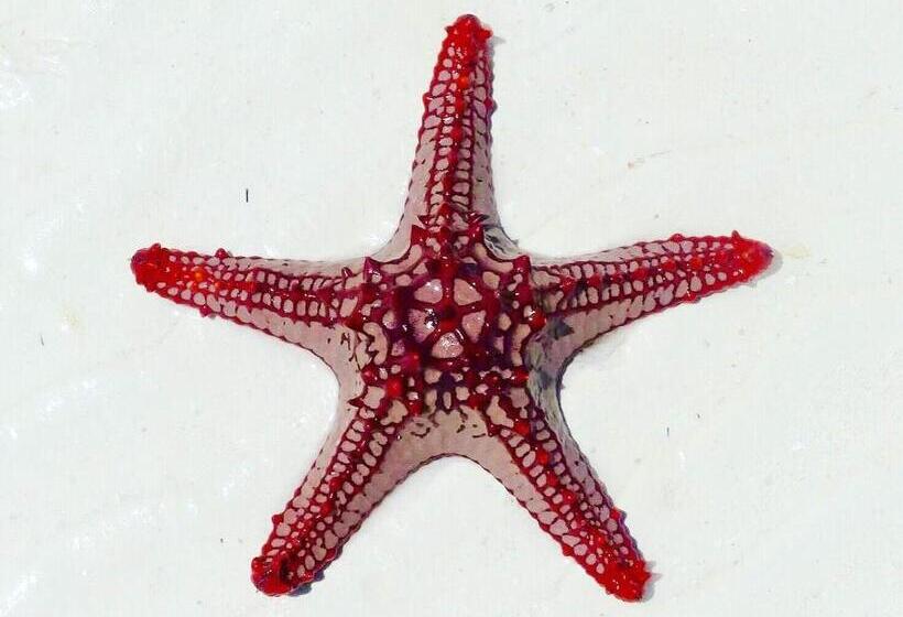 پانسیون Iddi House