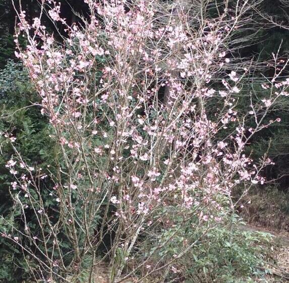 ホテル Bunbuku No Yu