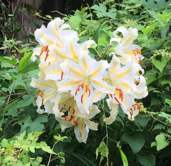 ホテル Bunbuku No Yu