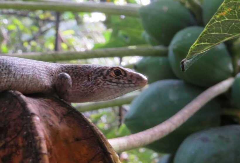 酒店 Pousada Naiepe