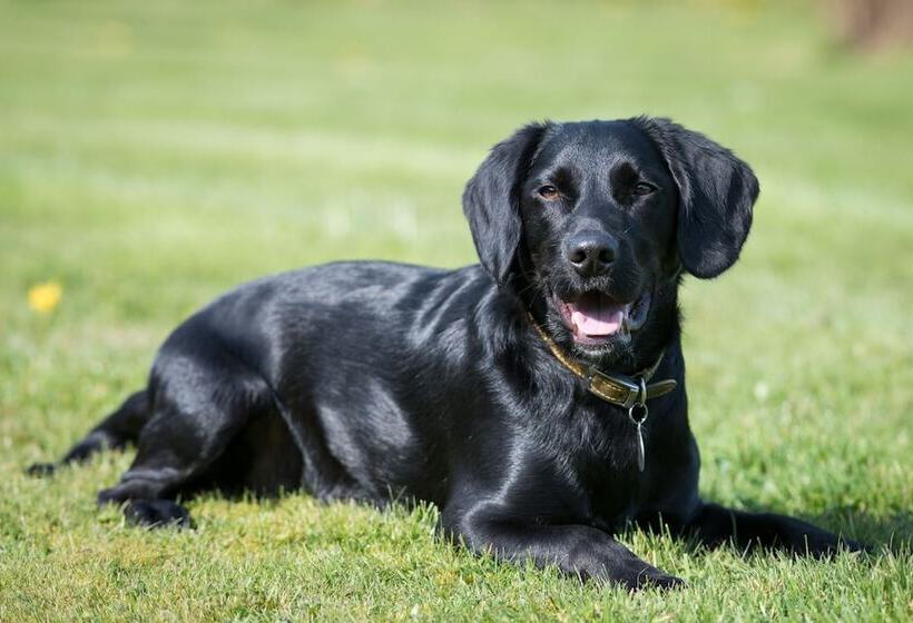 Aamiaismajoitus (B&B) Canaston Oaks