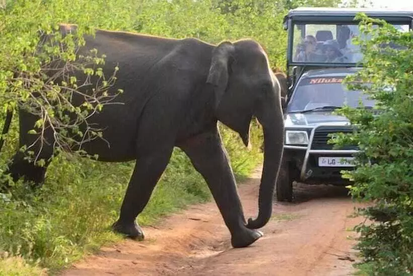 هتل Wild Trails Udawalawe