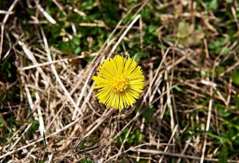 Eko Sport Hotel Björnson