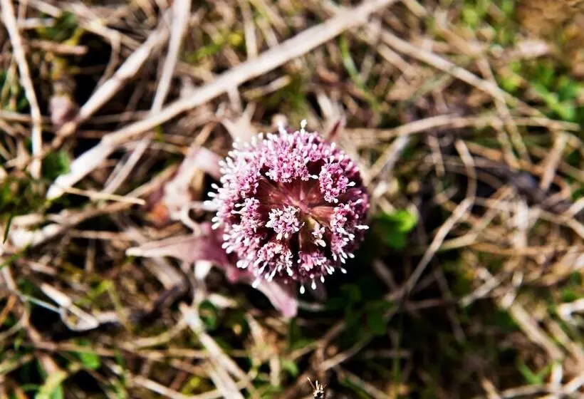 Eko Sport Hotel Björnson