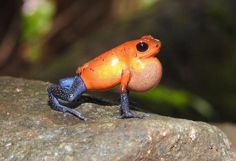 민박 Santuario De Ranas Valle Azul