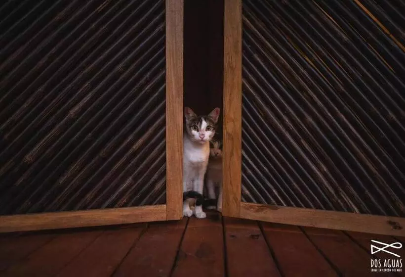 ホテル Dos Aguas Lodge