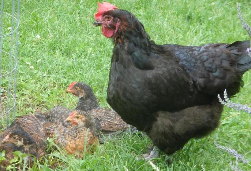 Mulberry Lavender Farm And B&b