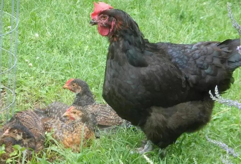 Mulberry Lavender Farm And B&b