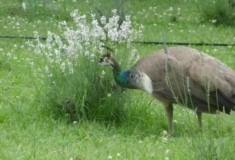 Mulberry Lavender Farm And B&b