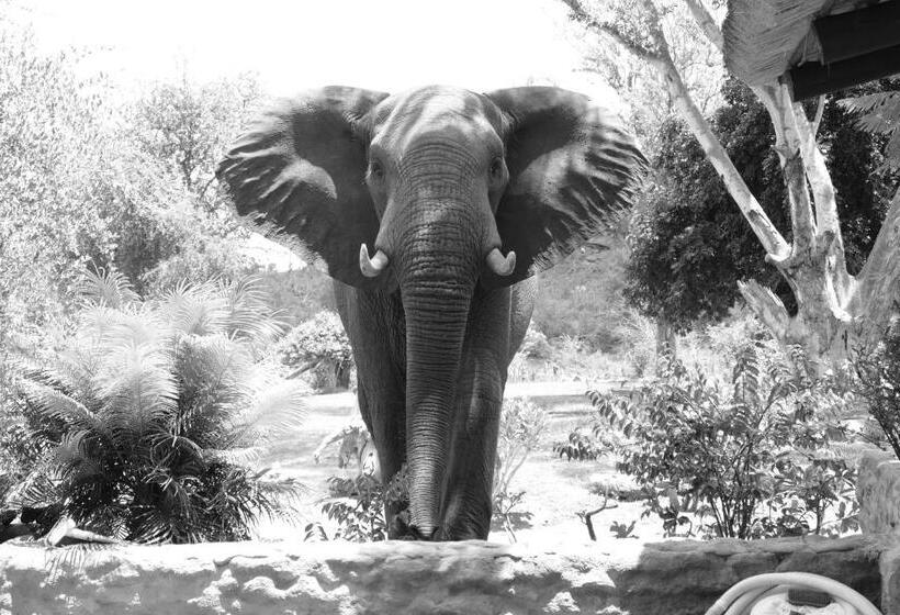 Pension Adonsonia Lodge