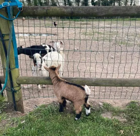 Pension  Chambres Dhotes A La Ferme