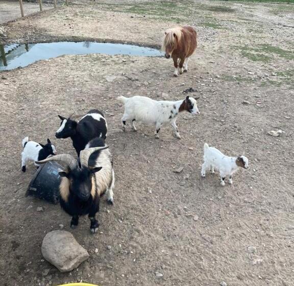 Пансион Chambres Dhotes A La Ferme