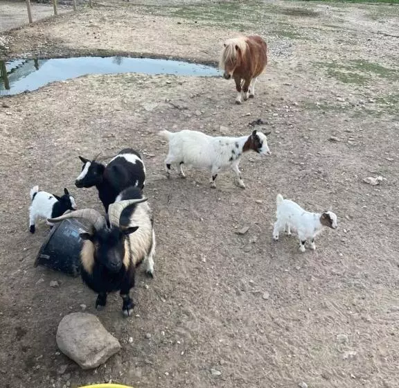 Pension  Chambres Dhotes A La Ferme