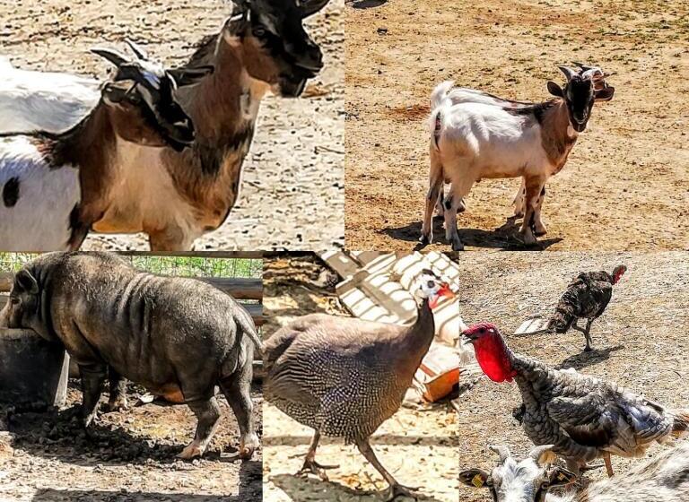 בית מלון כפרי Agriturismo Rosa Antica