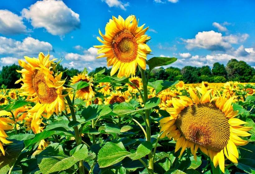 פנסיון Szép Napot Vendégház