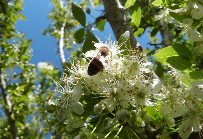 호스텔 El Capricho