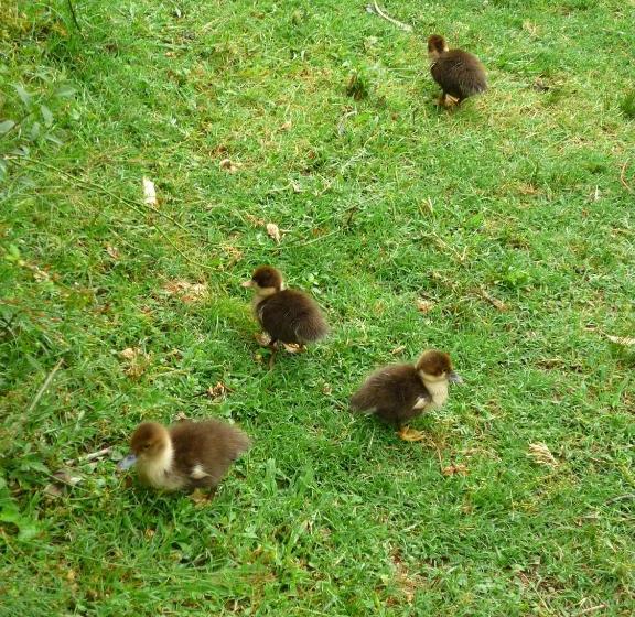 호스텔 El Capricho