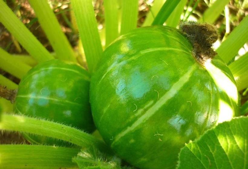 호스텔 El Capricho