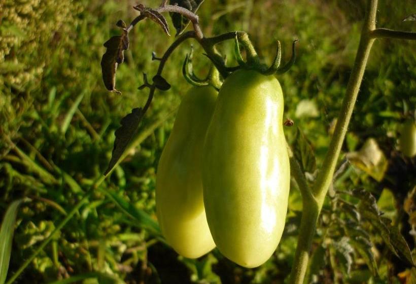 호스텔 El Capricho