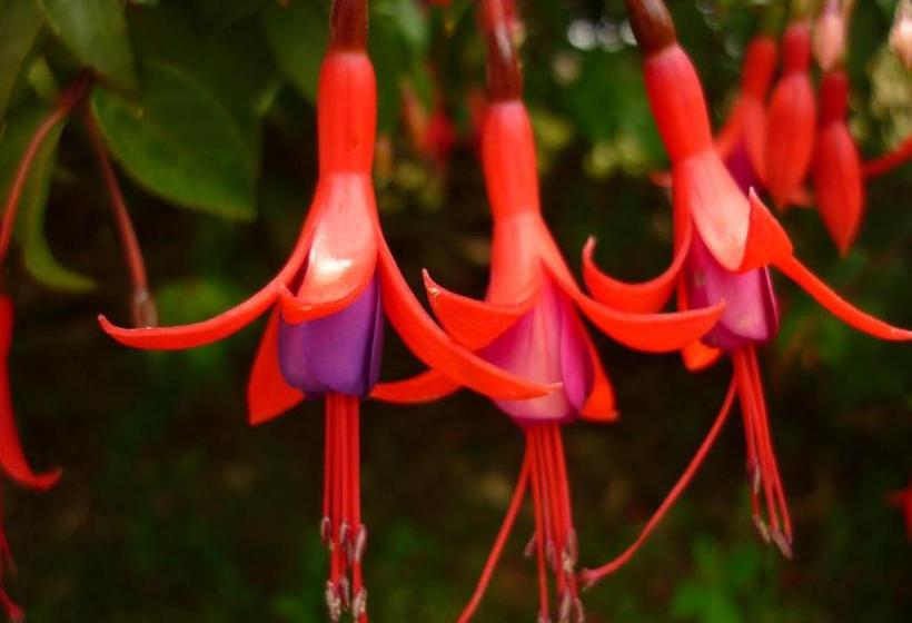 호스텔 El Capricho