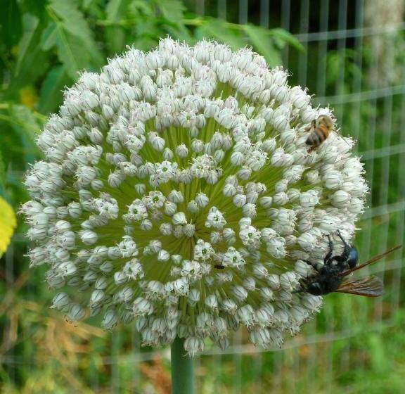 호스텔 El Capricho