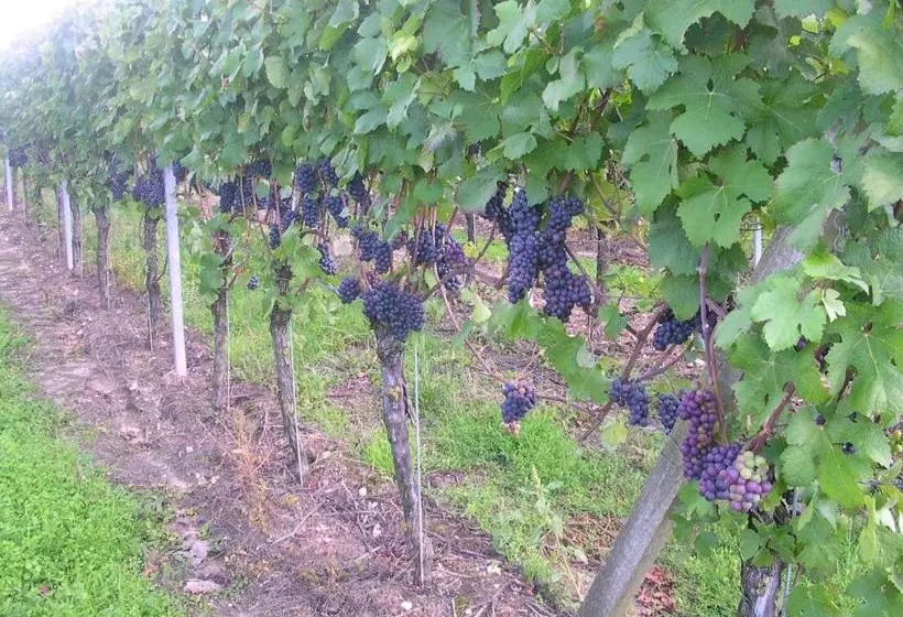 ユースホステル Gästehof Weinbau Säger