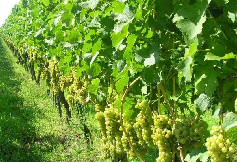 ユースホステル Gästehof Weinbau Säger