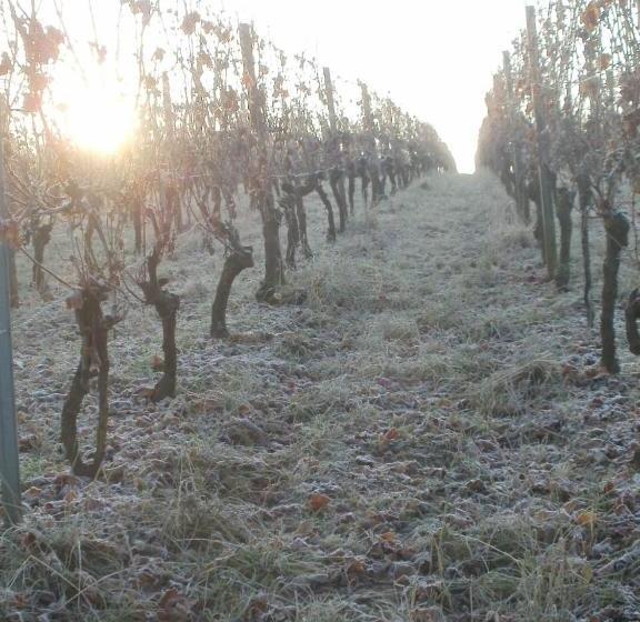 Albergue Gästehof Weinbau Säger